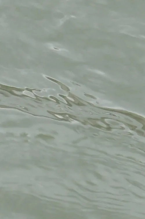 entre les vagues (un hommage)