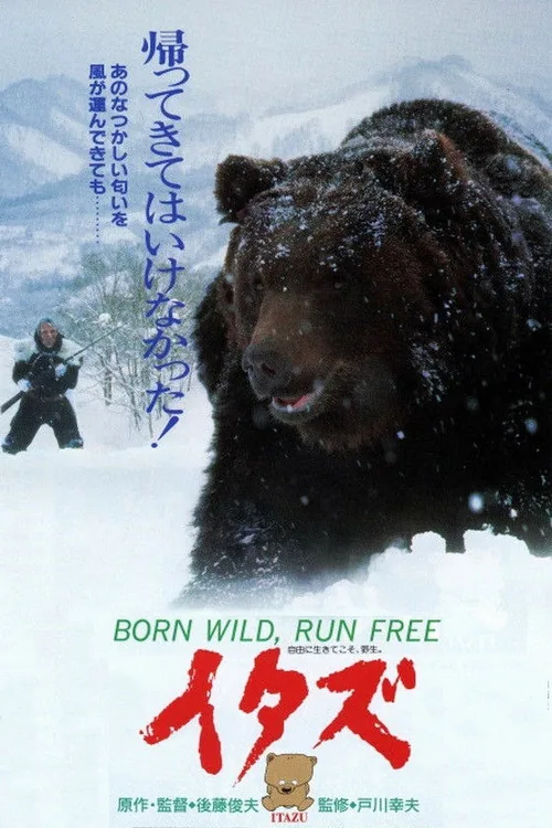 The Forest of the Little Bear
