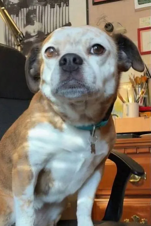 Dorothy the Dog